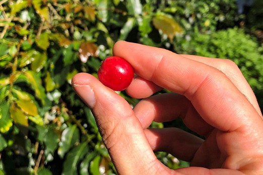 a-typical-colombian-coffee