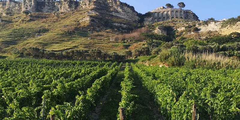 vini calabresi tipici