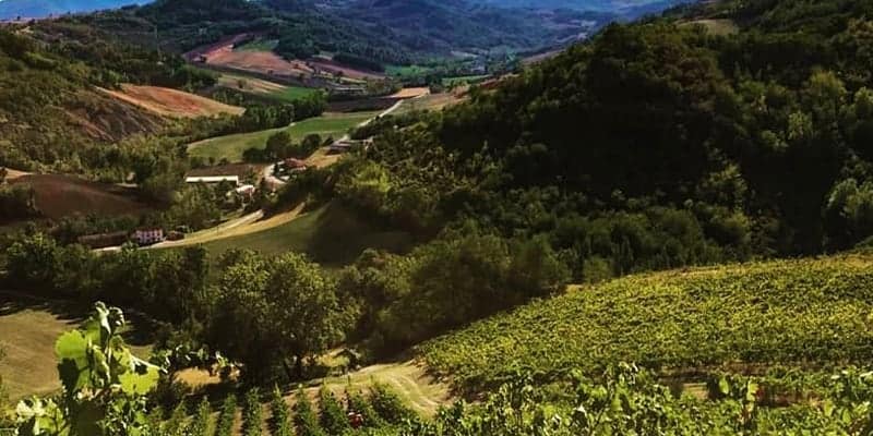scorcio sul vigneto biologico di vigna Cunial