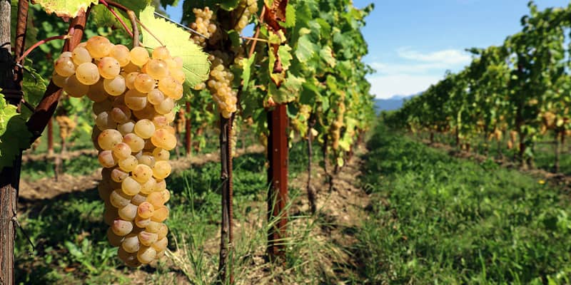 Cantina con un grappolo di uva bianca