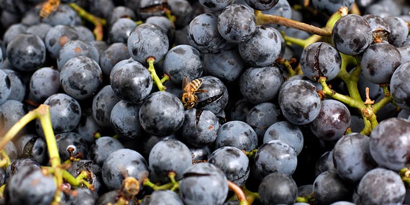 api che si cibano dei succhi rilasciati dagli acini di uva