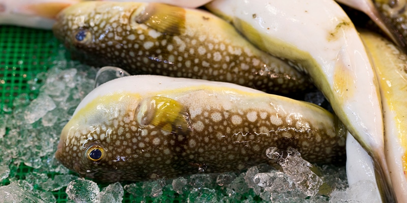 pesce palla cinese