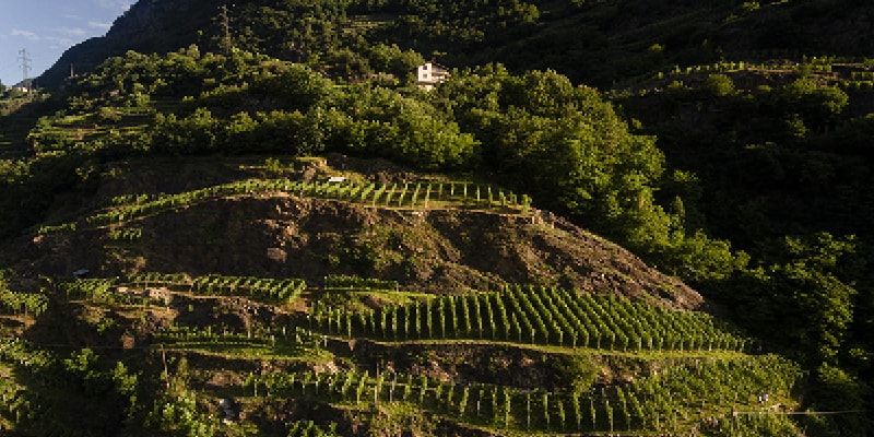 vigneti terrazzati