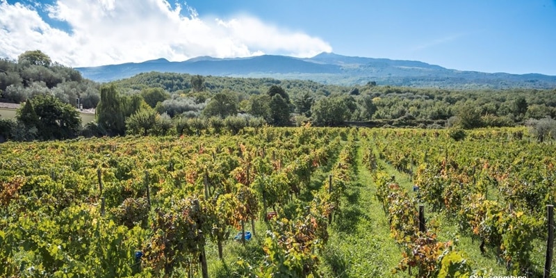 vigneti