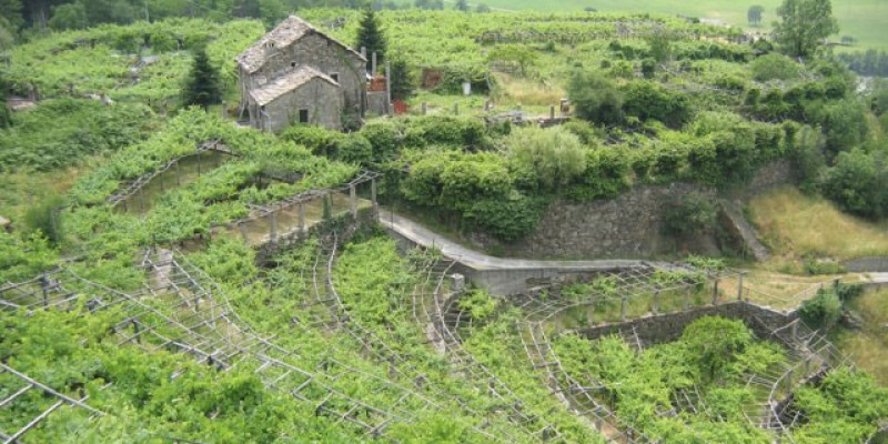 vigneti a terrazzata