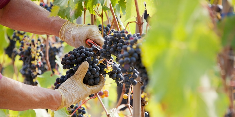 uva e vendemmia