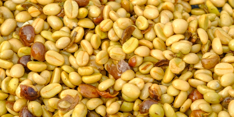 chicchi gialli