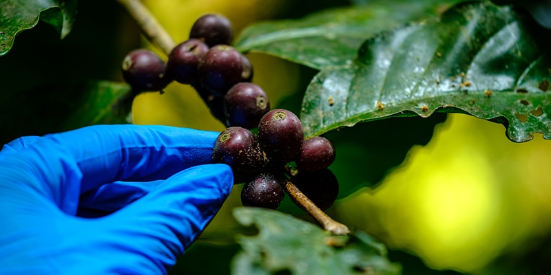 difetto naturale caffè