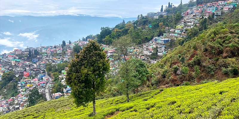 darjeeling