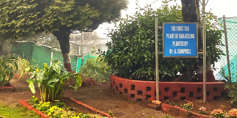 dottor campbell india 