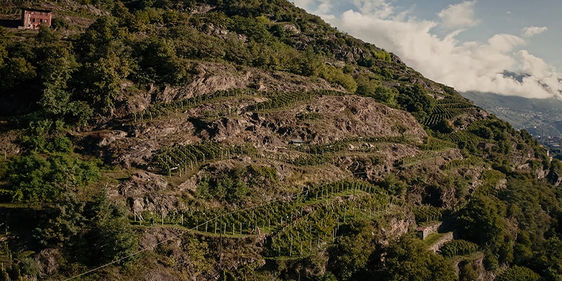 Persone che vendemmiano a mano in un vigneto terrazzato in montagna