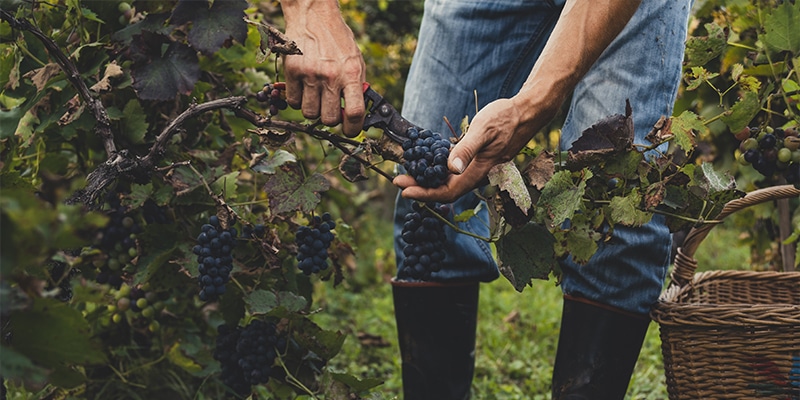 vino e abbinamenti