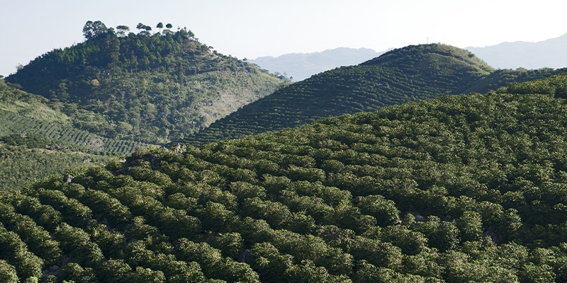 piantagione di caffè