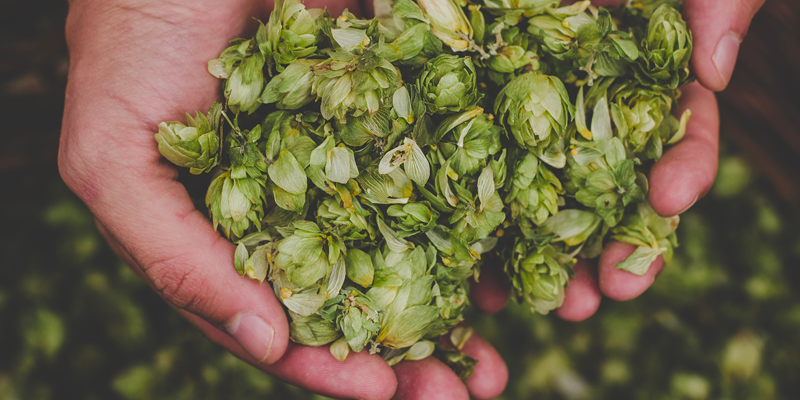 Il luppolo e la birra